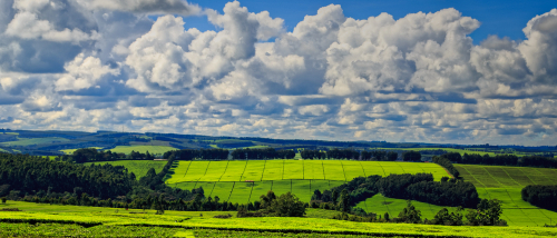 Kericho
