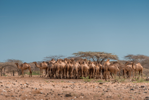 Marsabit