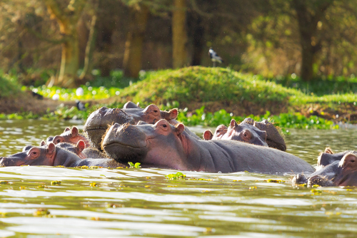 Naivasha
