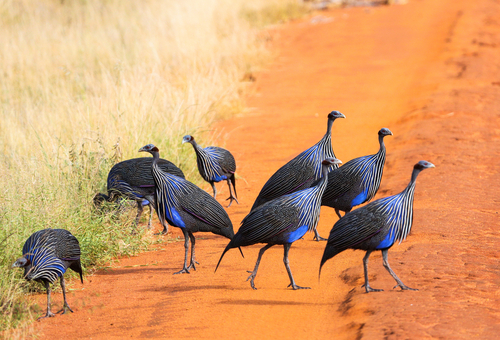 Tsavo East National Park
