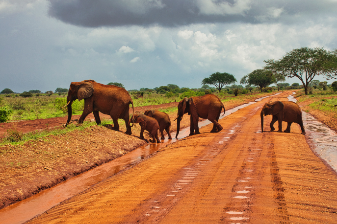 Tsavo West National Park