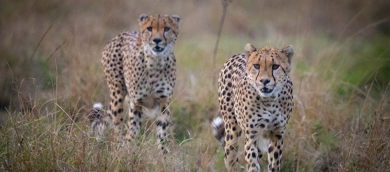 Nature Expeditions Africa
