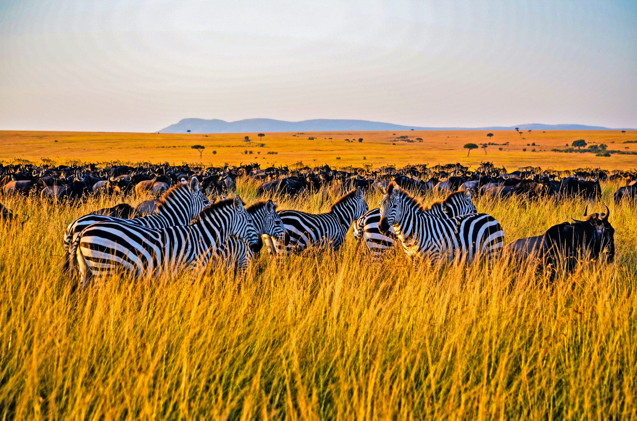 Bencia Africa Adventure & Safaris Ltd