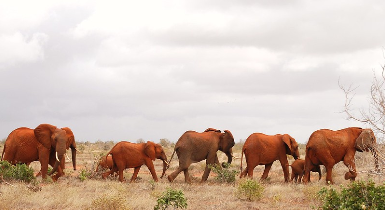 Flight & Safaris International Ltd