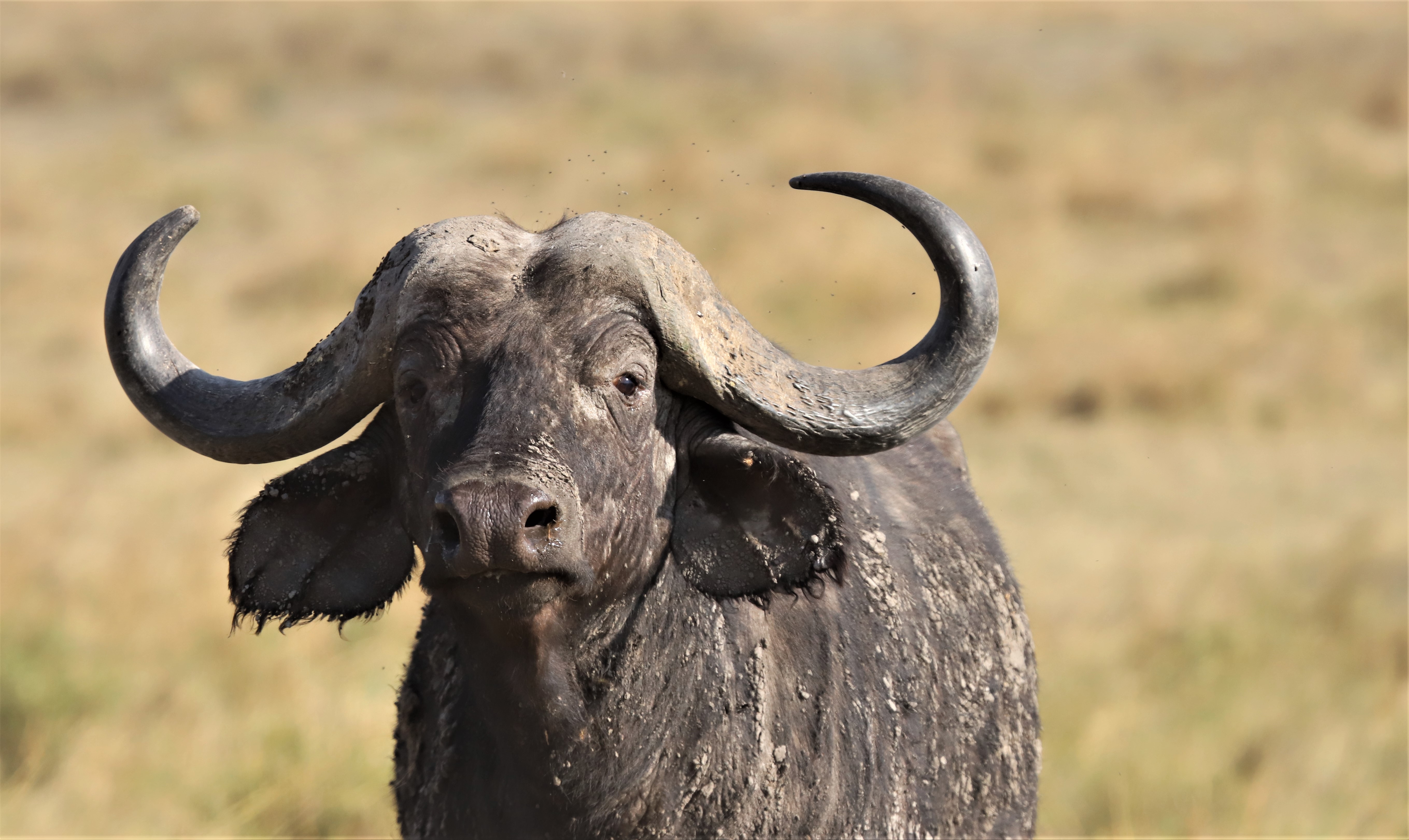 Nature's Wonderland Safaris